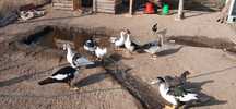 Patos mudos vários tamanhos
