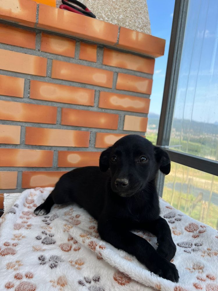 Summer, Jasper & Bailey - 3 meses, porte pequeno