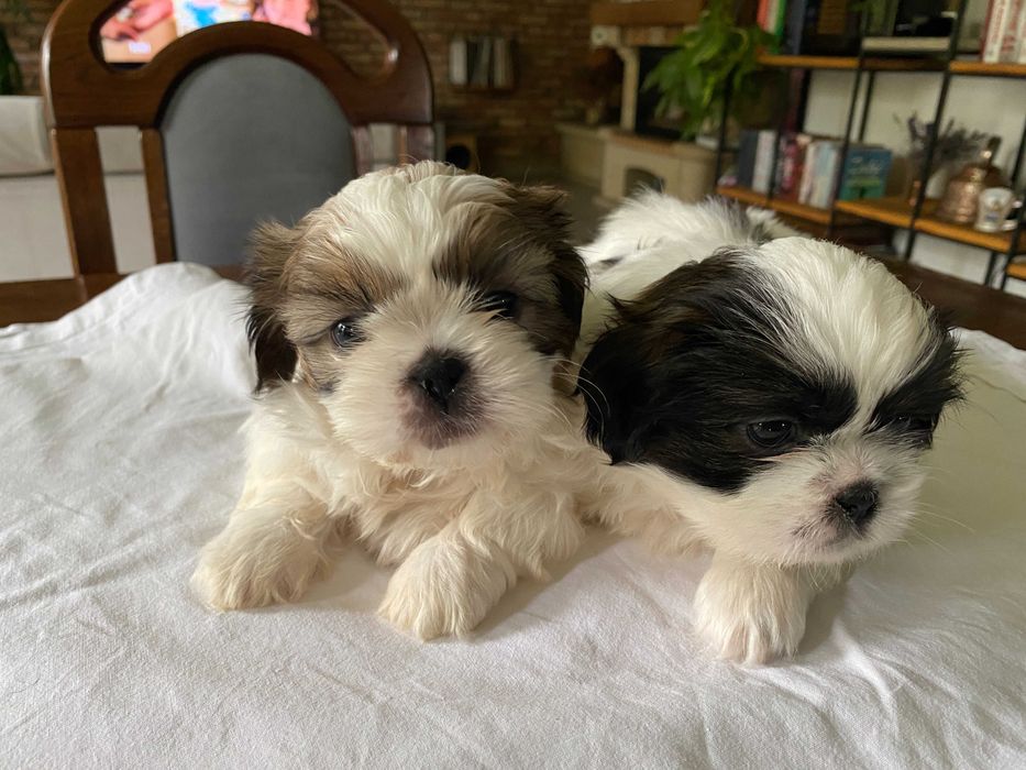 Shih Tzu suczka szczeniak z hodowli, rodowód, dziewczynka
