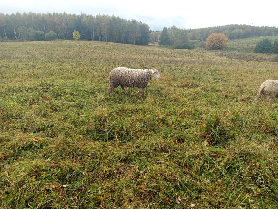 baran lacaune czystej krwi