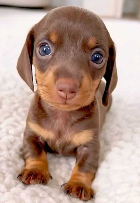 Teckel Fêmea Miniatura