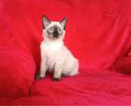 Kocurek Ragdoll Warszawa