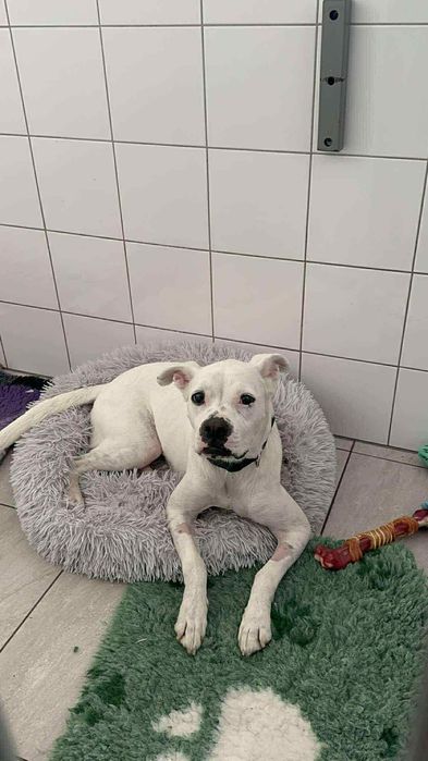 Prawie Bokserka szuka domu-Iskierka.