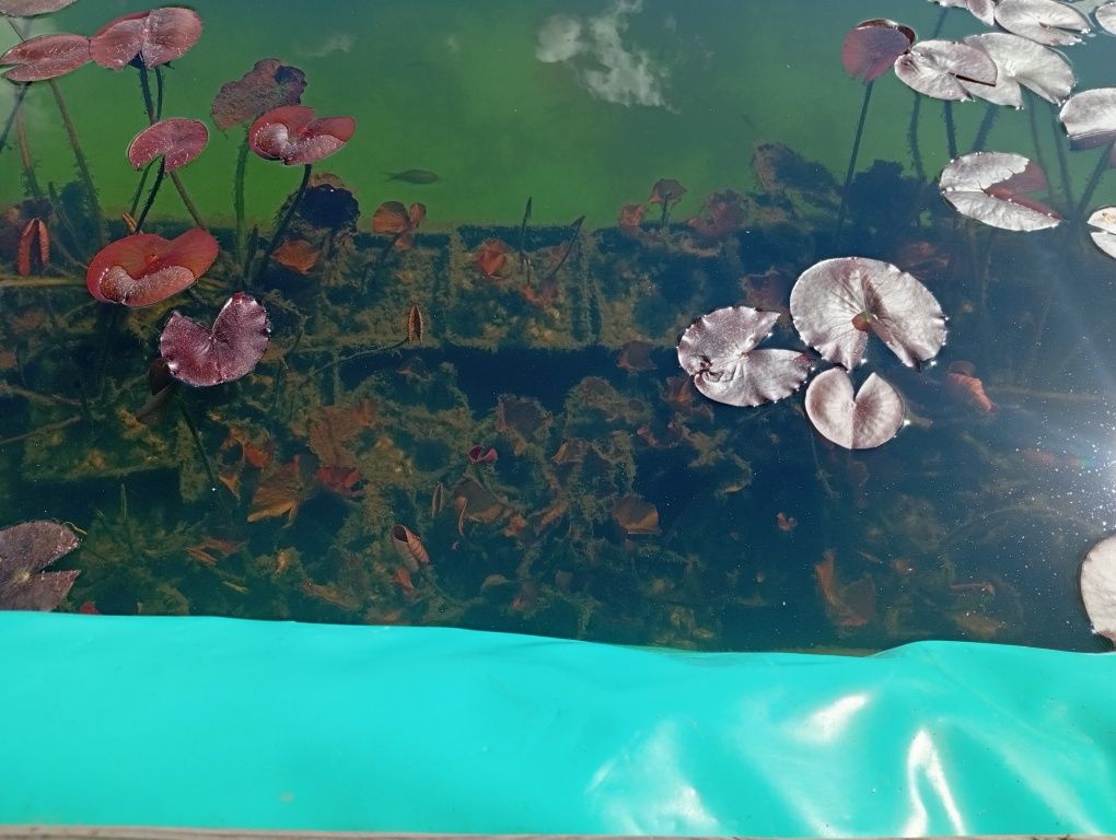 Лилия водяная белая