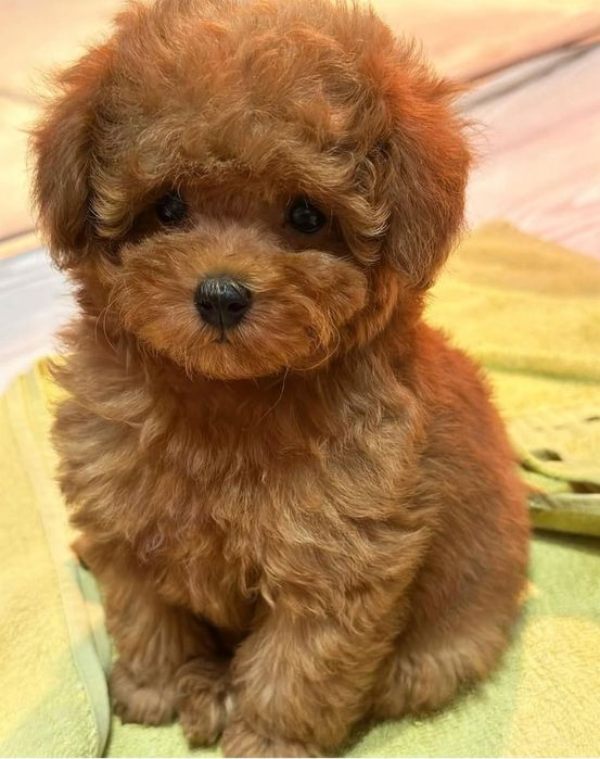 Хлопчик той  пудель