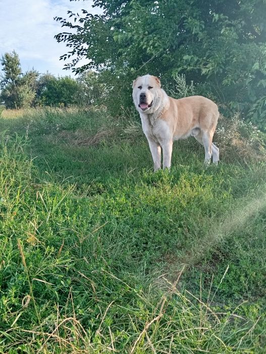 Шикарный мальчик породы Алабай ищет шикарную девочку