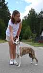 Whippet Chart Angielski-suczka