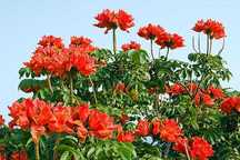 10 sementes de tulipeira