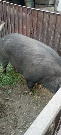 Продам свиней 70грн/кг