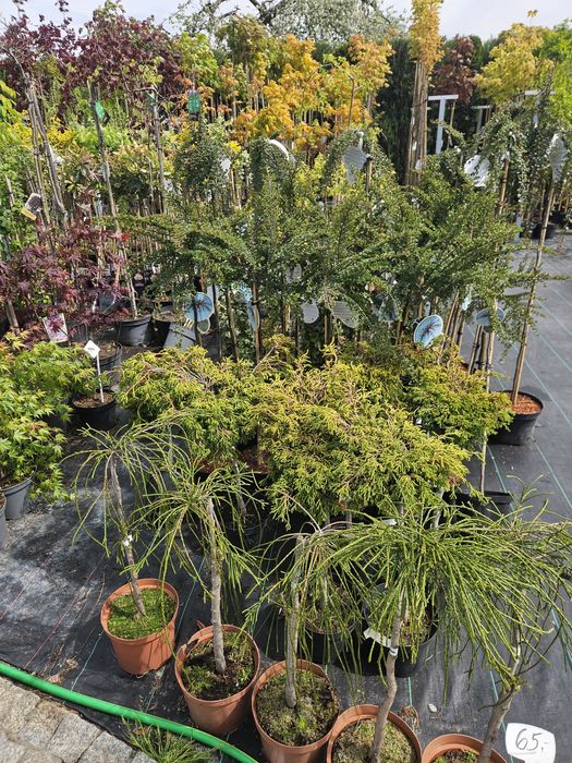 Głogownik,Ostrokrzew,Ambrowiec