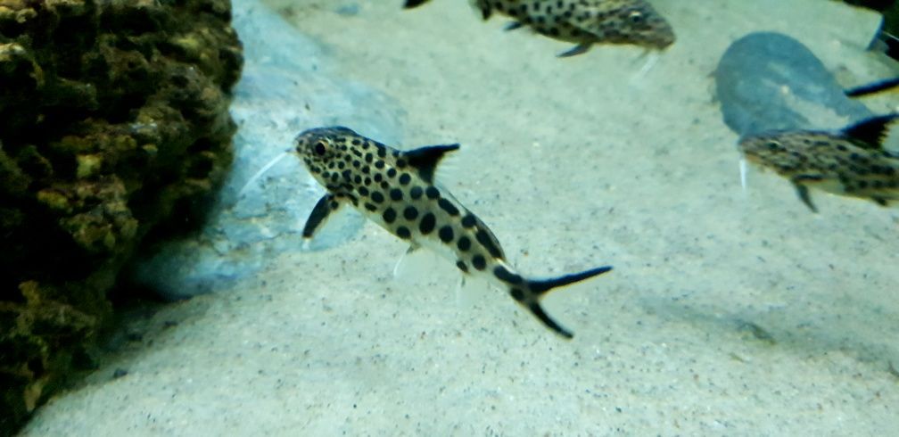 synodontis multipunctatus wf