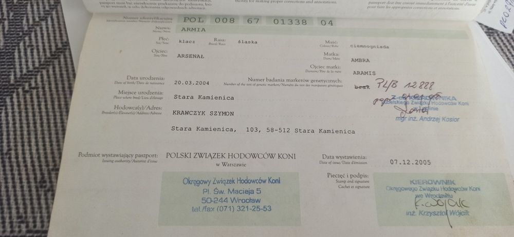 Klacz Śląska ze źrebówka PILNE