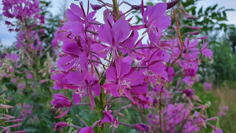 Wierzbówka Kiprzyca (Chamaenerion angustifolium) na wzmocnienie