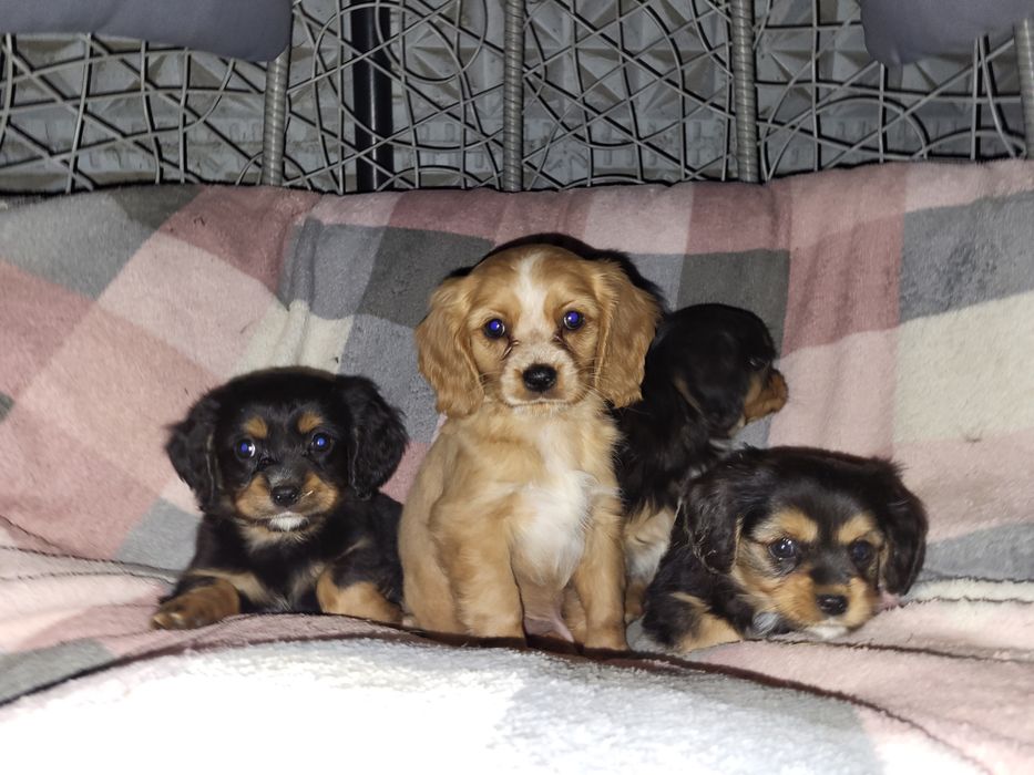 Cavalier King charles spaniel szczeniak szczenię pies piesek