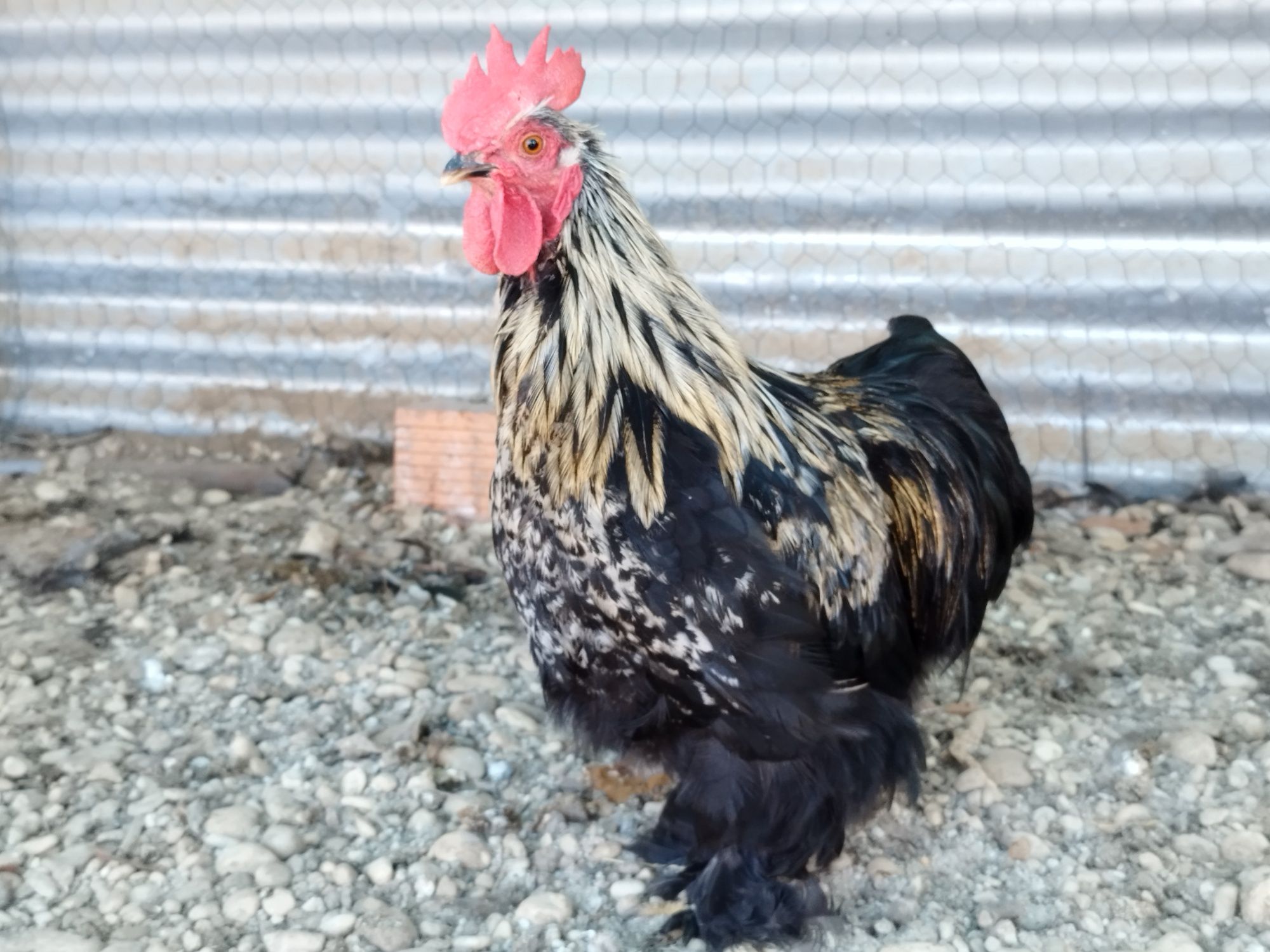 Garnizo Pekin Macho