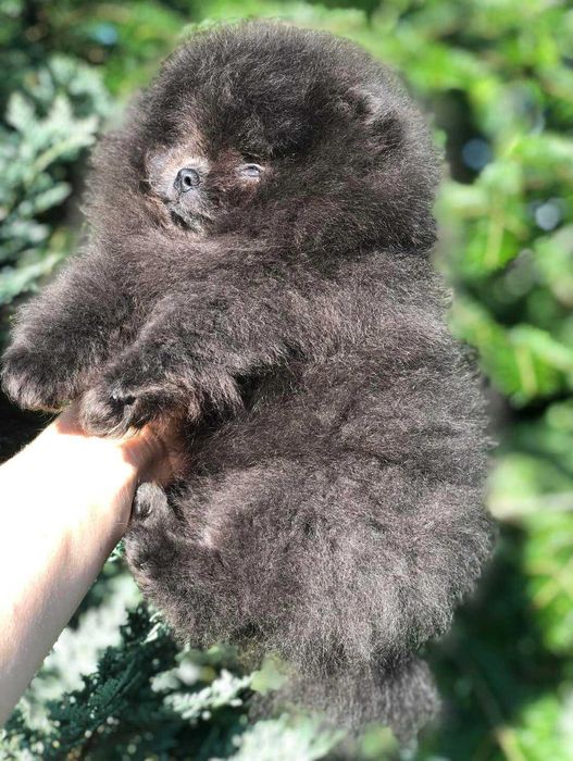 Spitz Anão e/  ou Lulu da Pomerânia  MACHO AZUL   com LOP e AFIXO