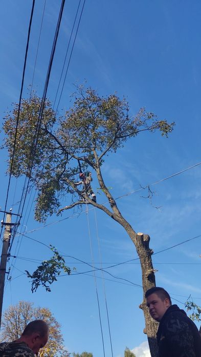 Пропоную послуги з видалення, вирізки, вирубки, валки аварійних  дерев