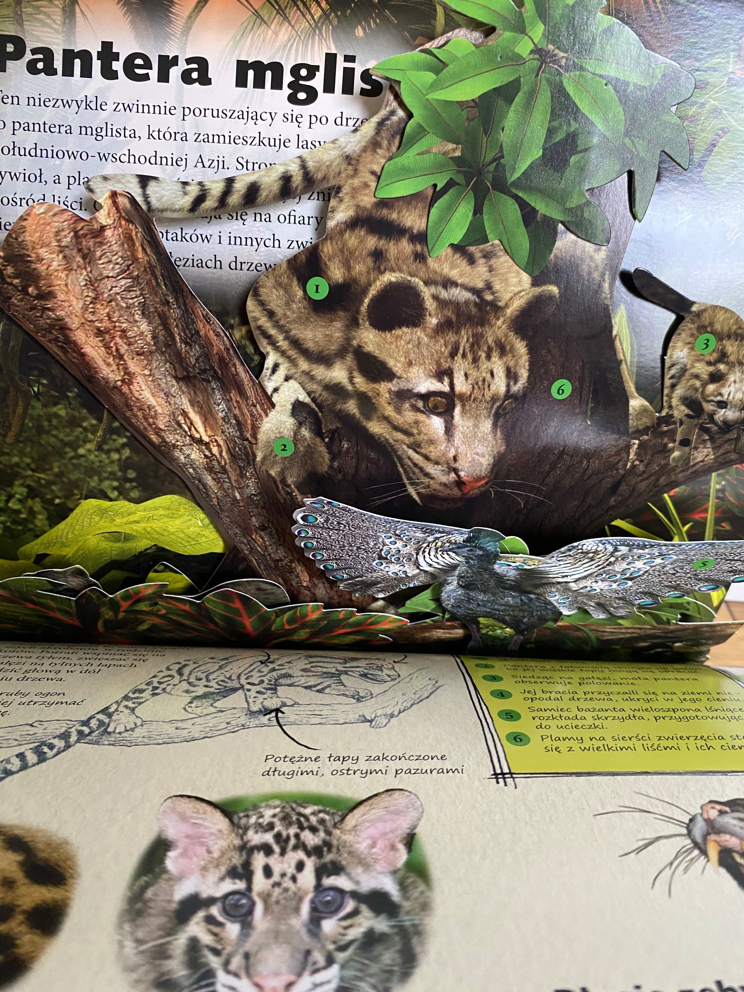 NOWA Jak kamuflują się zwierzęta rozkładanka 3D pop up Daniel Gilpin