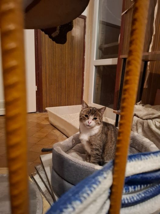 Pilne!Jak nie znajdę jej domu wróci na działki:(