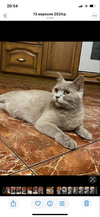 Британські кошенята готові  до бронювання