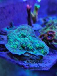 Echinophyllia koral LPS akwarium morskie