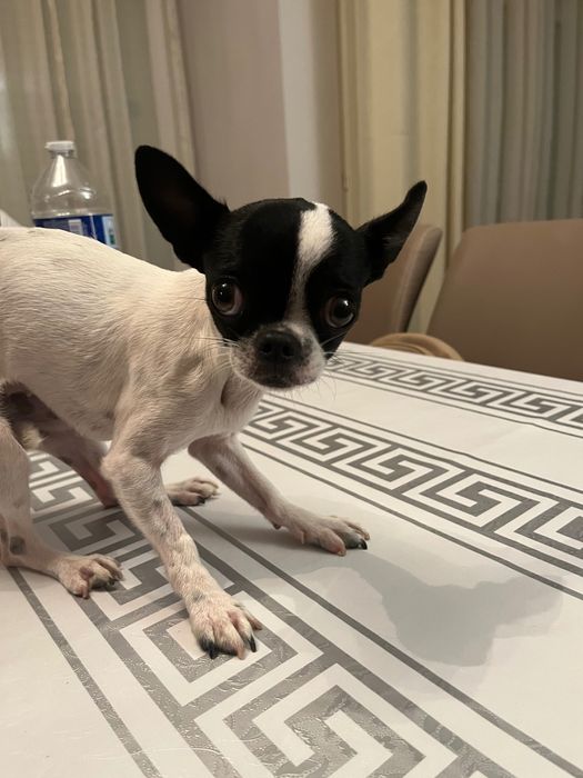 Chihuahua fêmea castrada