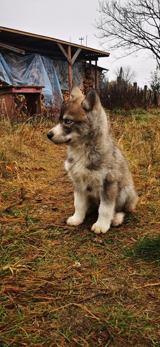 Varg Unikat Siberian Husky
