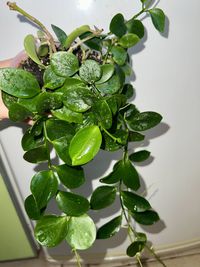 Hoya Biakensis/Хоя Біакенсіс