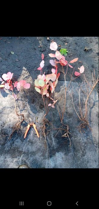 Скумпия кожевенная, смесь сортов