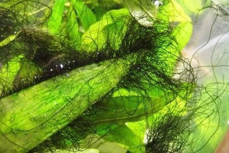 Продам сайдекс sydex cydex 2,5% уход за аквариумом глутаровый альдегид