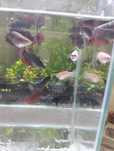 Bettas fêmeas variadas  3- 10€