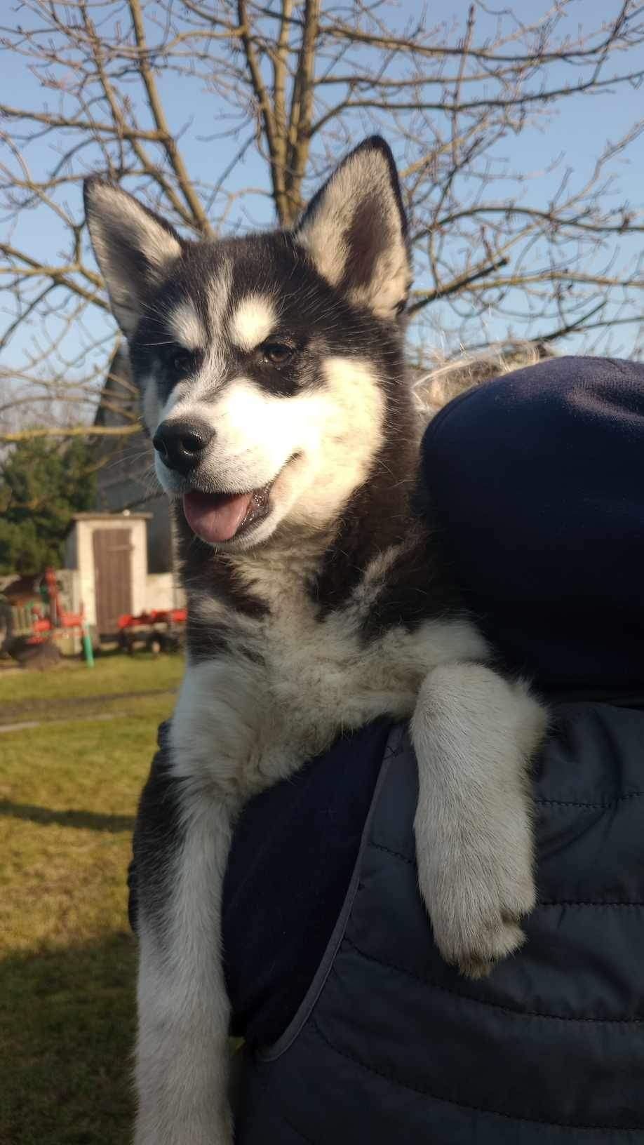 Sprzedam Suczke Syberian husky