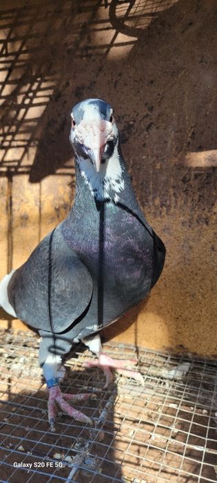 Gołębie staropolskie