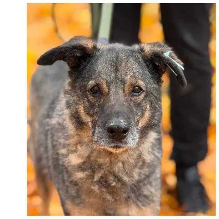 Пес ищет семью и дом