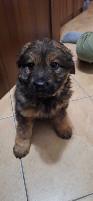 Oddam wesołe szczeniaczki