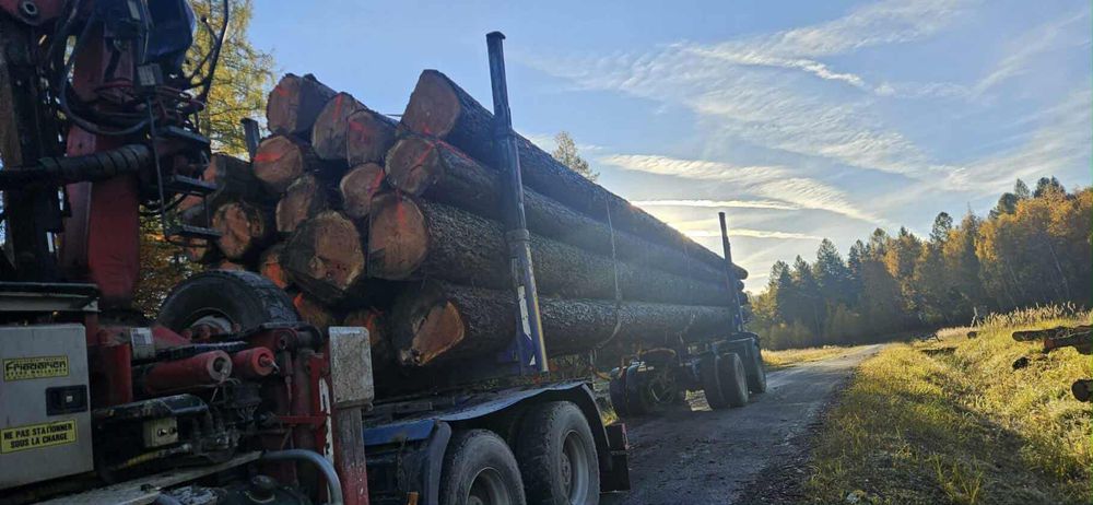 MODRZEW , dłużyca tartaczna , kloce