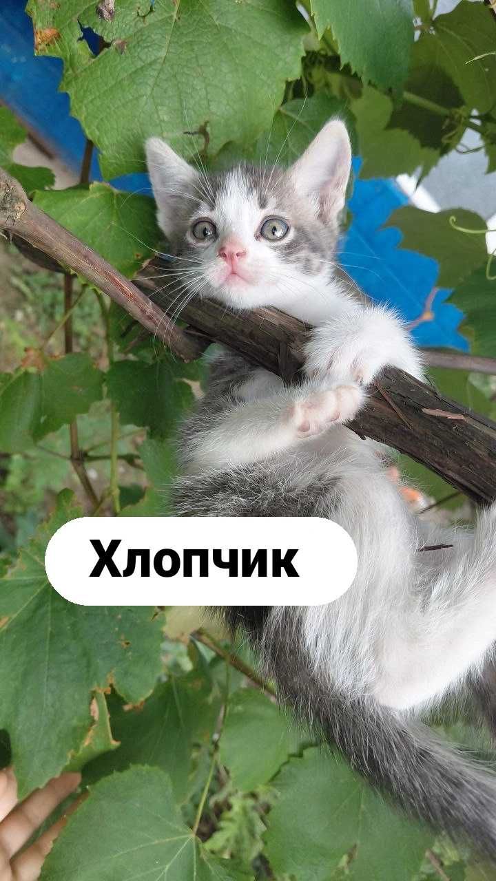 Подарую кошенят.