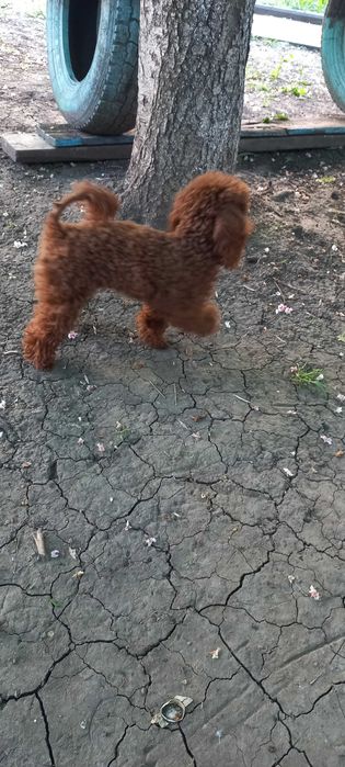 Вязка Той пудель