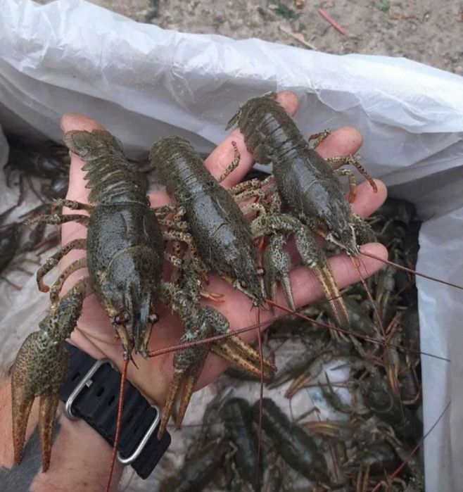 Продам живий рак оптом вид 5 кг