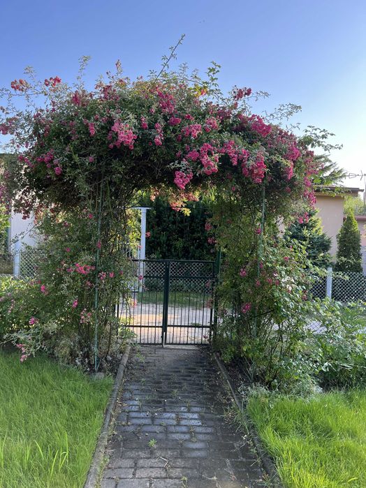 Sprzedam prawa do działki ROD "Źródełko II" ul. Lawinowa 10