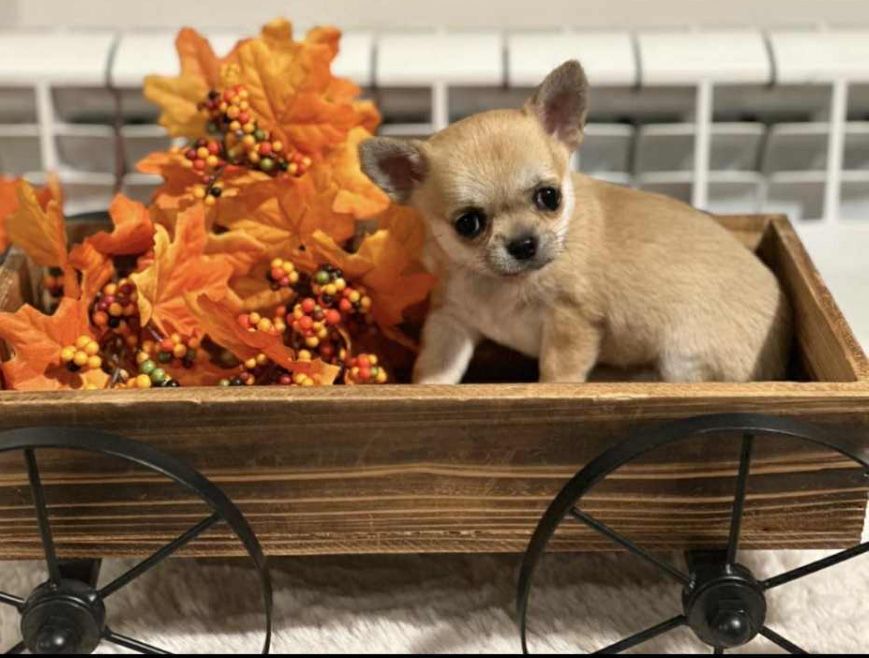 Chihuahua -z rodowodem