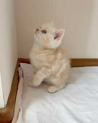 Шотланське кошеня. Кремовий мармуровий котик