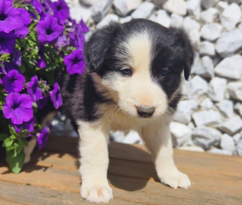 Border collie piesek czarno biały