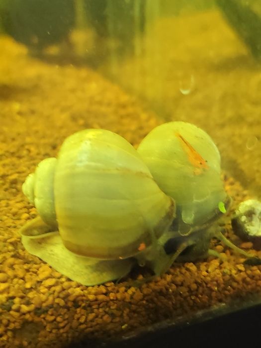 Amplularia azul caracol