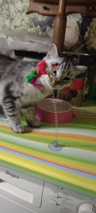 Шотландские чистокровные котята от клубного папы кота.