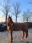 Klacz 2018r. - CHIRON xx x CLIN D’OR (linia oldenburska) - do hodowli