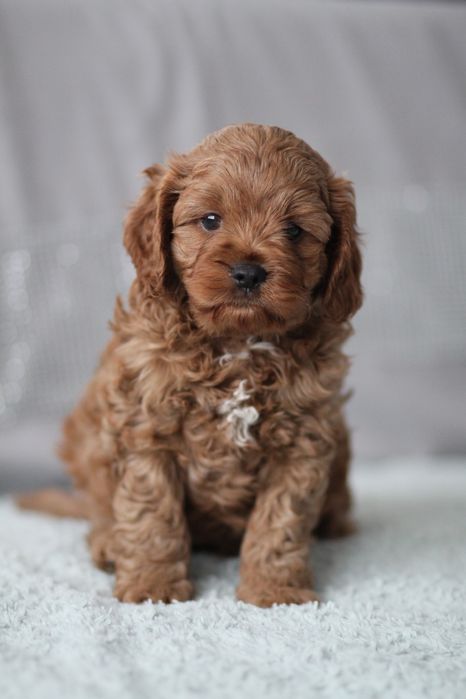 ***Śliczny Cavapoo**