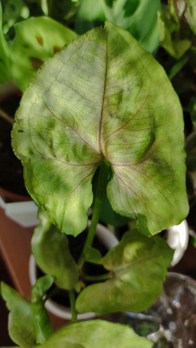 Сингониум сінгоніум   rasamee nag манго  mango pink spot конфетті