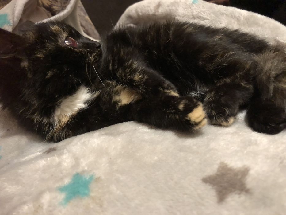 Віддам в добрі руки кицю 3-4 місяці