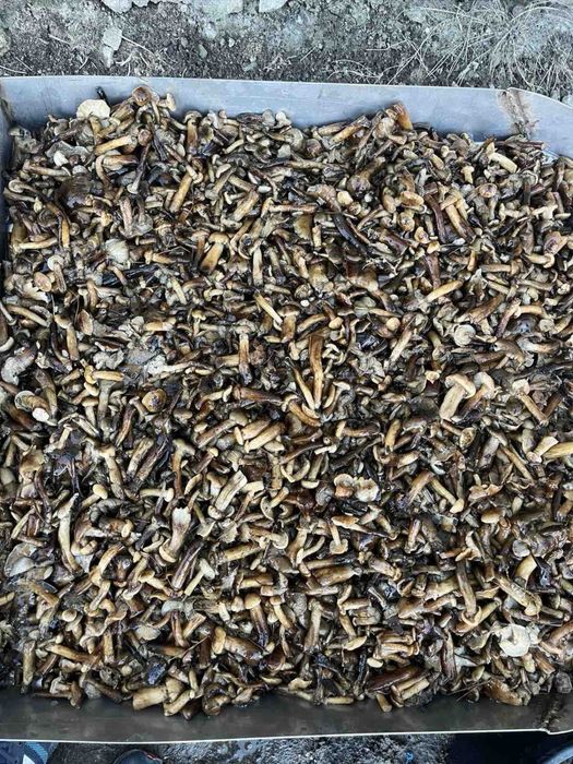 Продам гриб варений опеньки